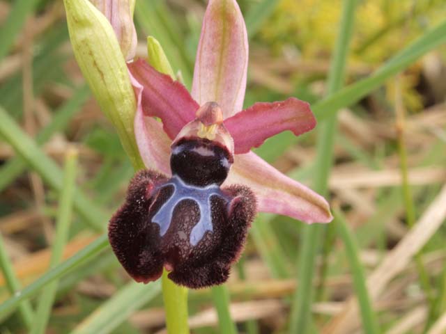 ophrys murgiana